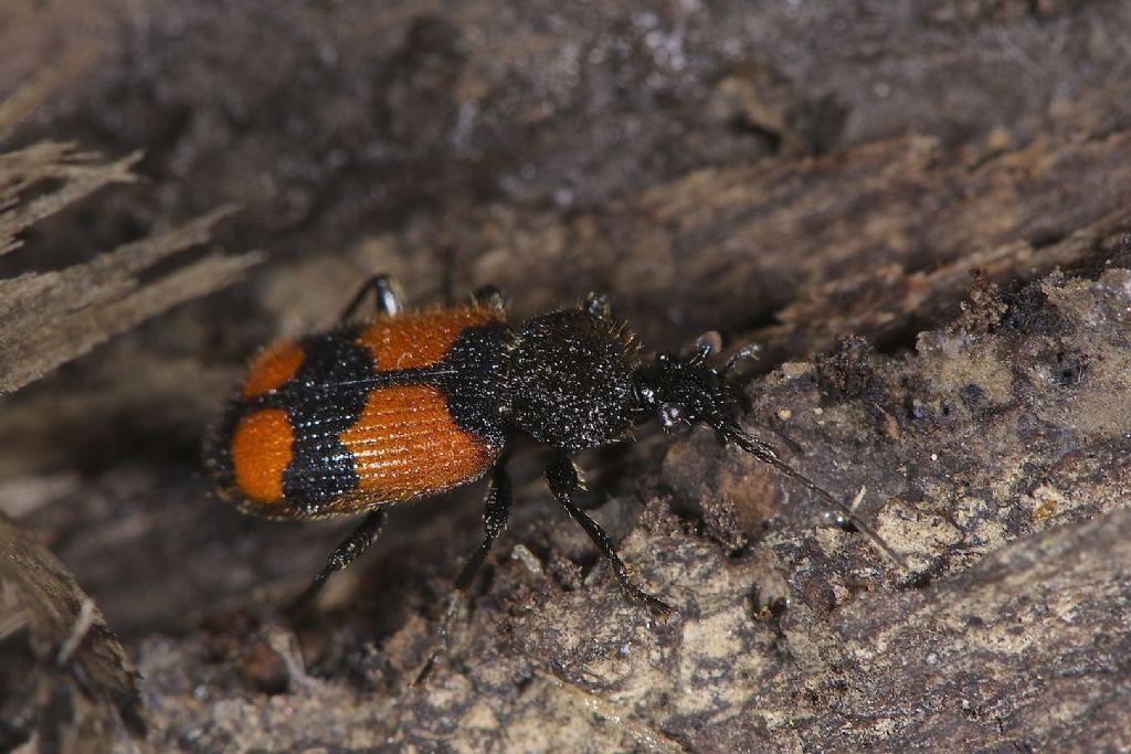Panagaeus cruxmajor di S. Agostino (FE), Carabidae